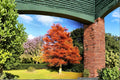 Dawn Redwood 2 Live Plants 2ft Tall Bare Root (Metasequoia glyptostroboides) Tree