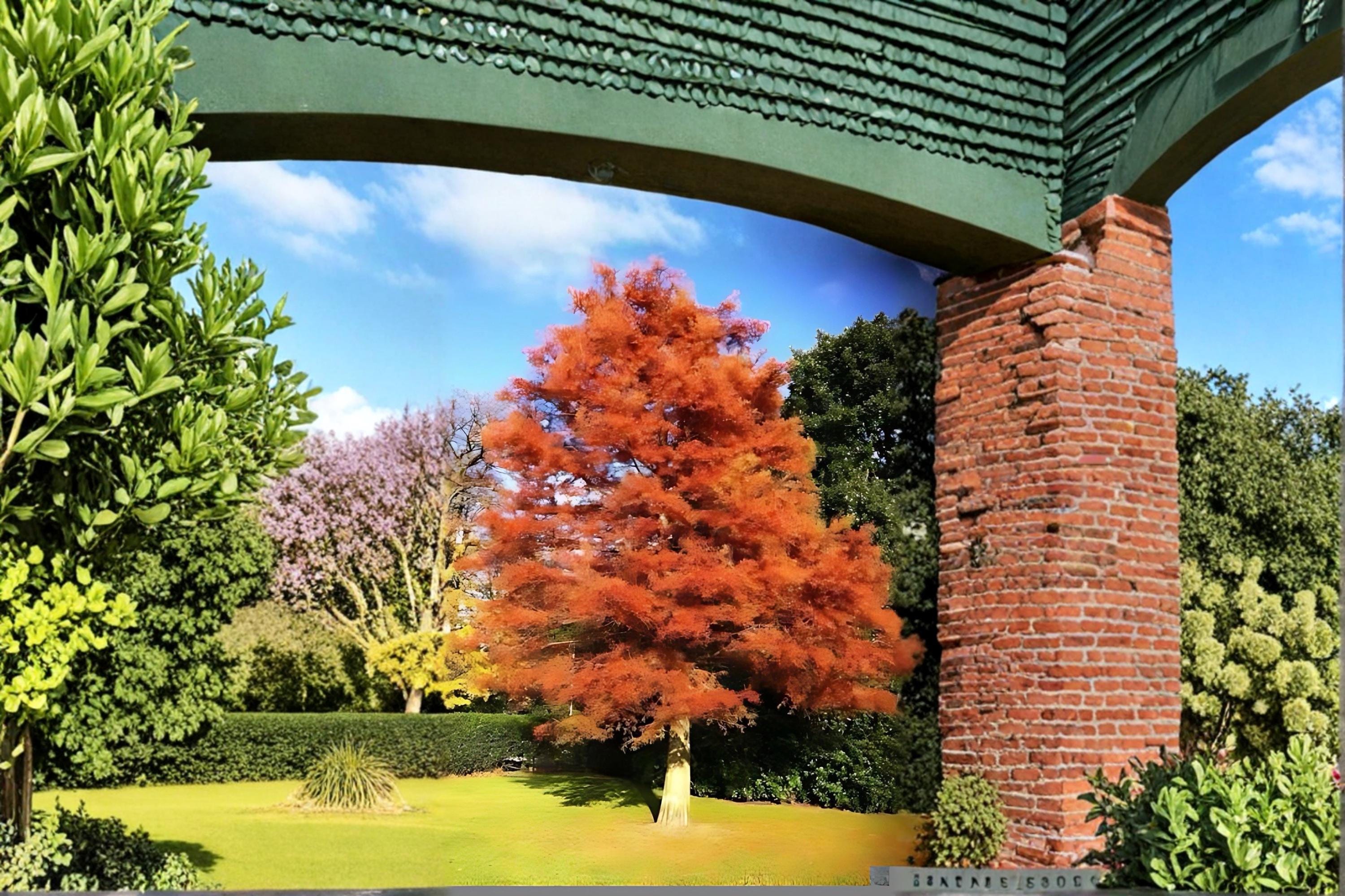 Dawn Redwood 2 Live Plants 2ft Tall Bare Root (Metasequoia glyptostroboides) Tree