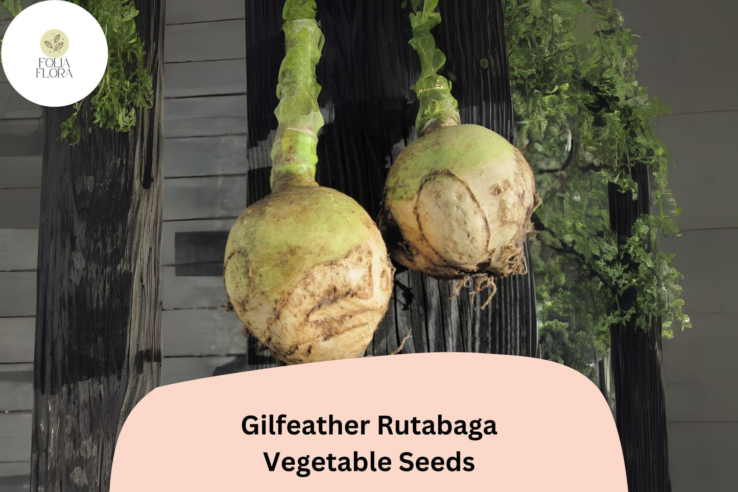 500+ Gilfeather Rutabaga Seeds – Heirloom Vermont Root Vegetable Seeds for Garden Planting