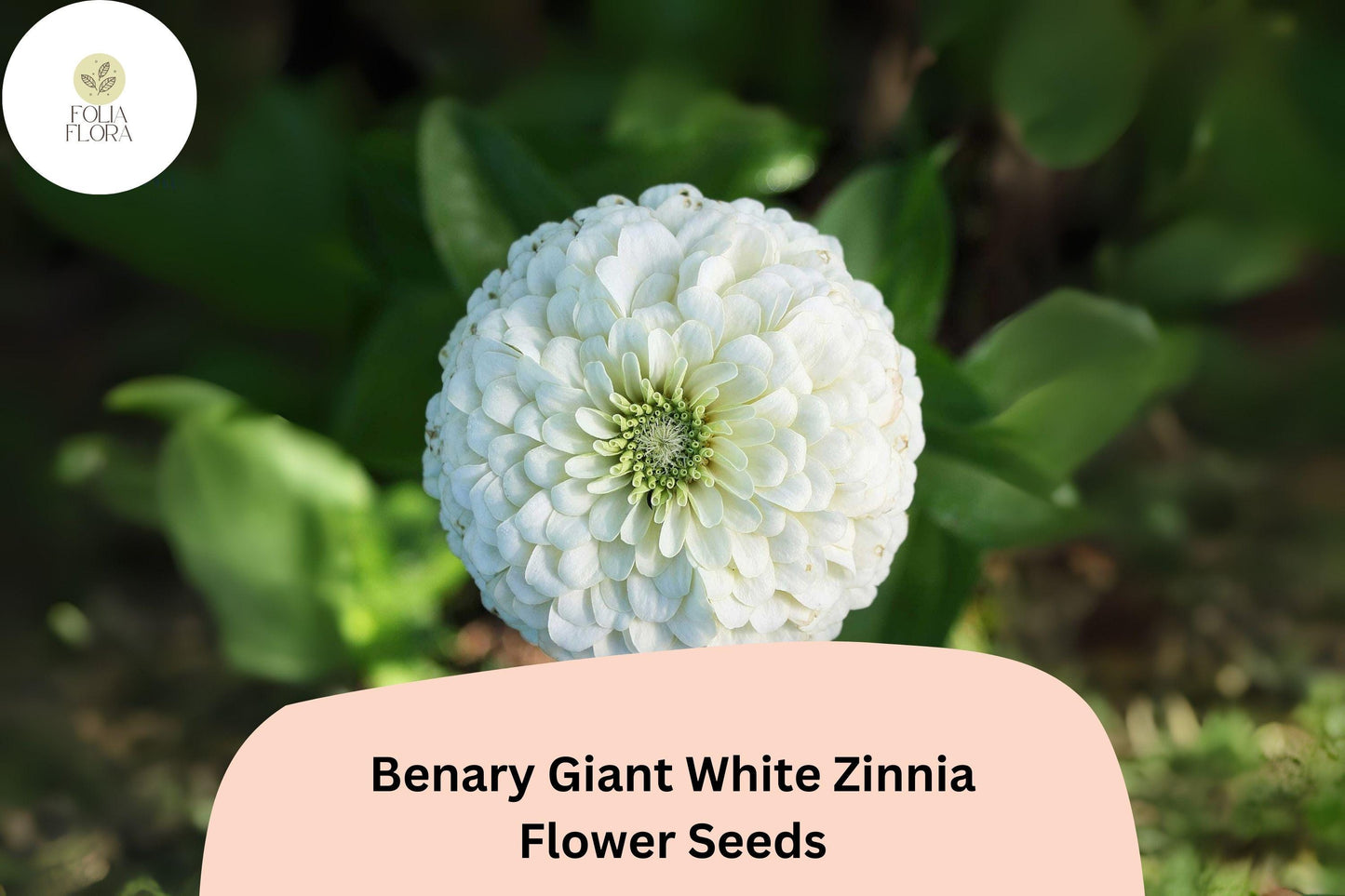 100+ Benary Giant White Zinnia Seeds – Elegant Tall Cut Flower for Summer Gardens