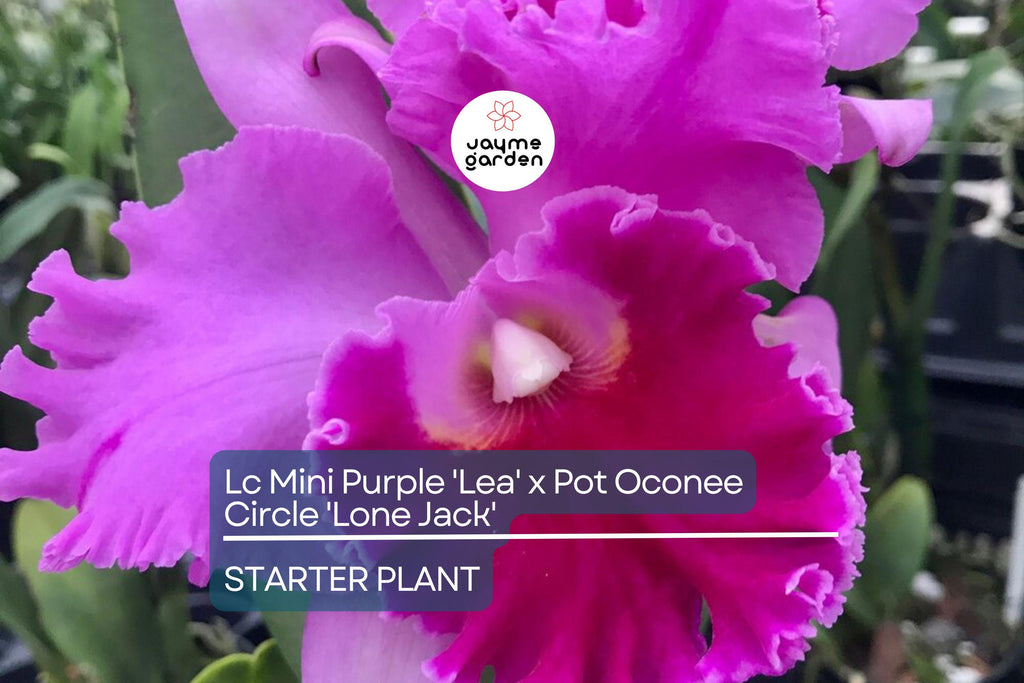 Lc Mini Purple 'Lea' x Pot Oconee Circle 'Lone Jack' Orchid | Live Starter Plant | Tropical Purple Blooms | Potted 3-Inch