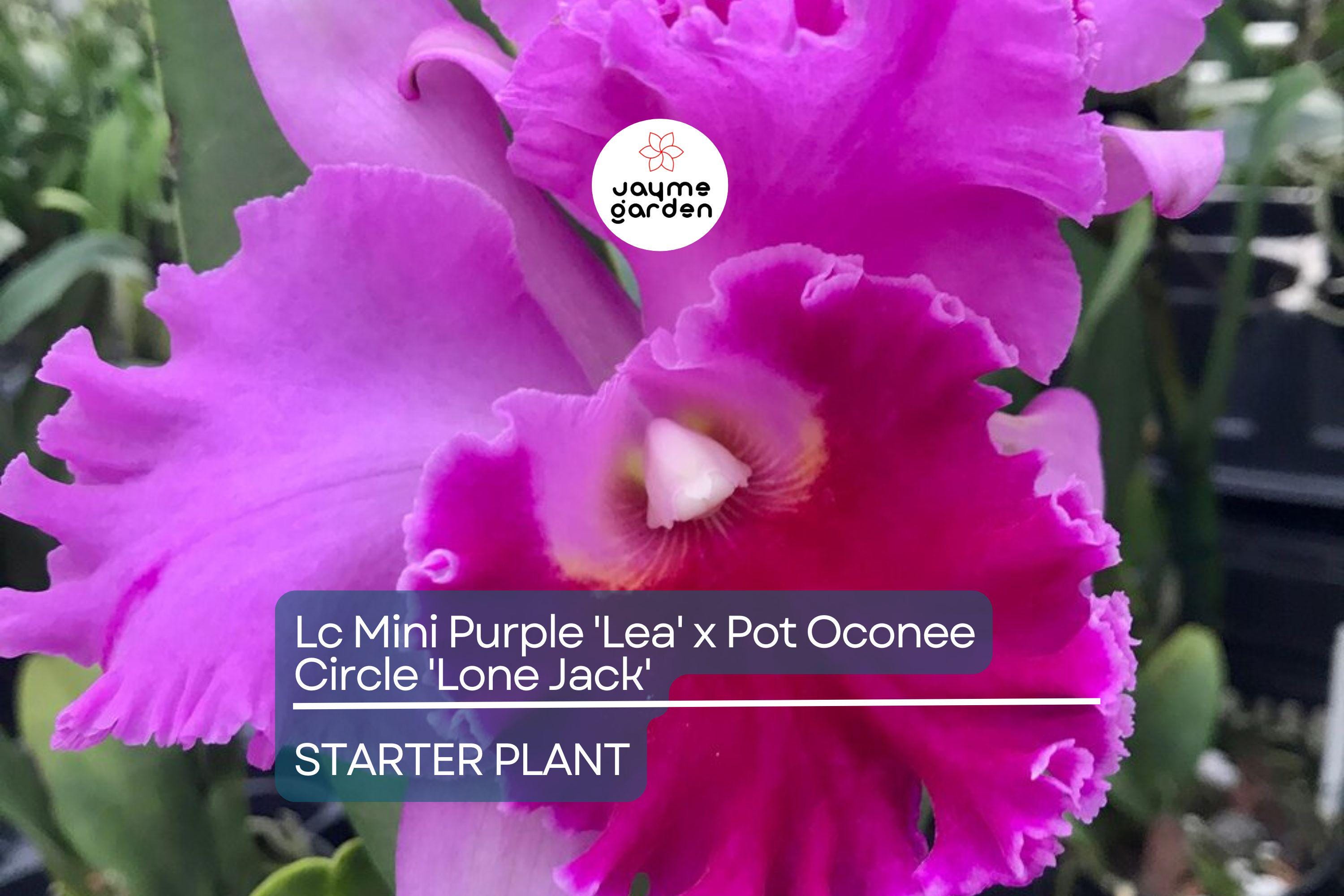 Lc Mini Purple 'Lea' x Pot Oconee Circle 'Lone Jack' Orchid | Live Starter Plant | Tropical Purple Blooms | Potted 3-Inch