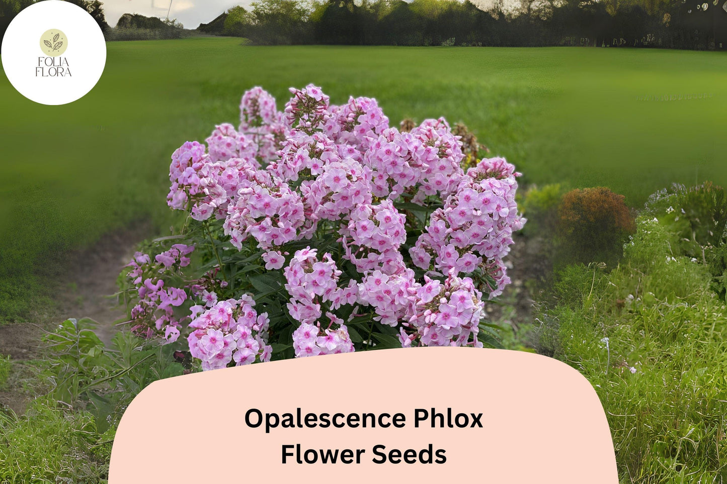 100+ Opalescence Phlox Seeds – Phlox paniculata, Soft Pink & White Perennial Garden Flowers