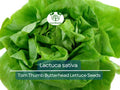 700 Seeds Tom Thumb Butterhead Lettuce – Lactuca sativa | Heirloom Mini Butterhead Lettuce for Planting & Fresh, Compact Harvests