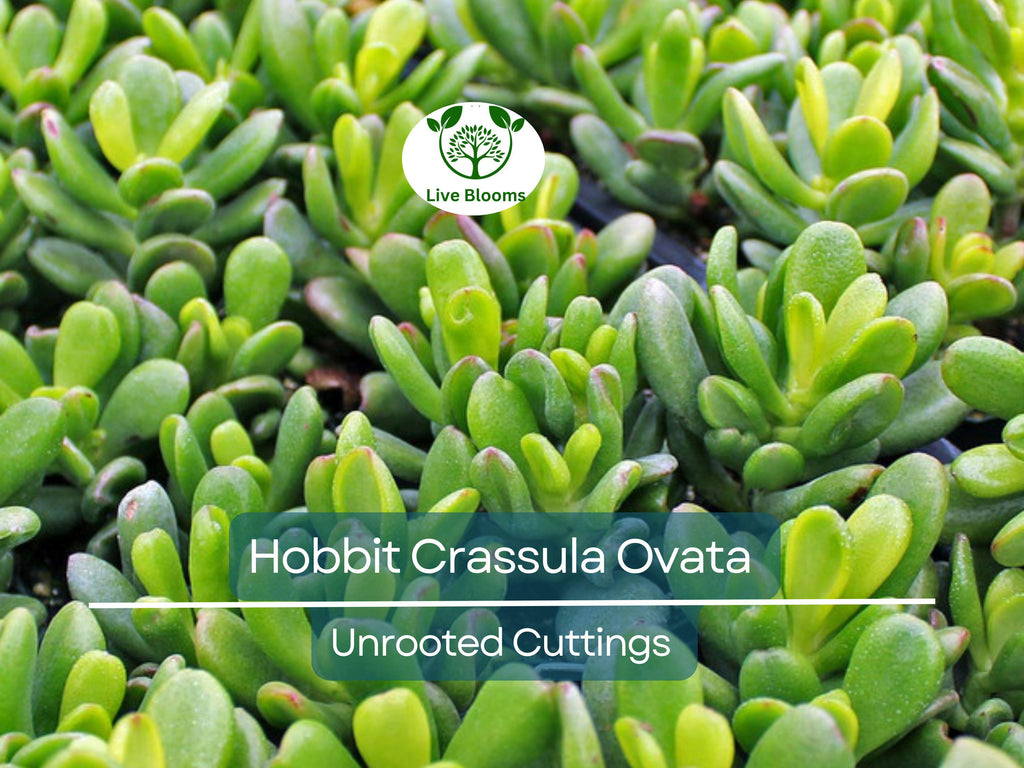 4 Unrooted Cuttings 3-4" Hobbit Friendship Tree – Crassula ovata, Lucky Plant, Money Tree, Easy Grow Succulent, Prosperity Plant Starter