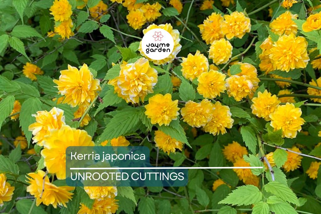 10 Kerria Japonica Cuttings for Rooting | Japanese Rose | Miracle Marigold | 7" Fresh Unrooted Cuttings | Easy to Root | Free Shipping