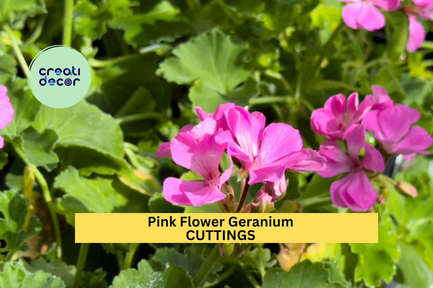 30 Pink Geranium Cuttings – 6" Unrooted Pelargonium Stems | Hardy Fragrant Flowering Plant for Pots, Borders, or Hanging Baskets