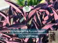 9 Organic Purple Heart Wandering Jew Unrooted Cuttings - Tradescantia pallida, Purple Heart Plant, Easy Propagation, Home Decor Plant