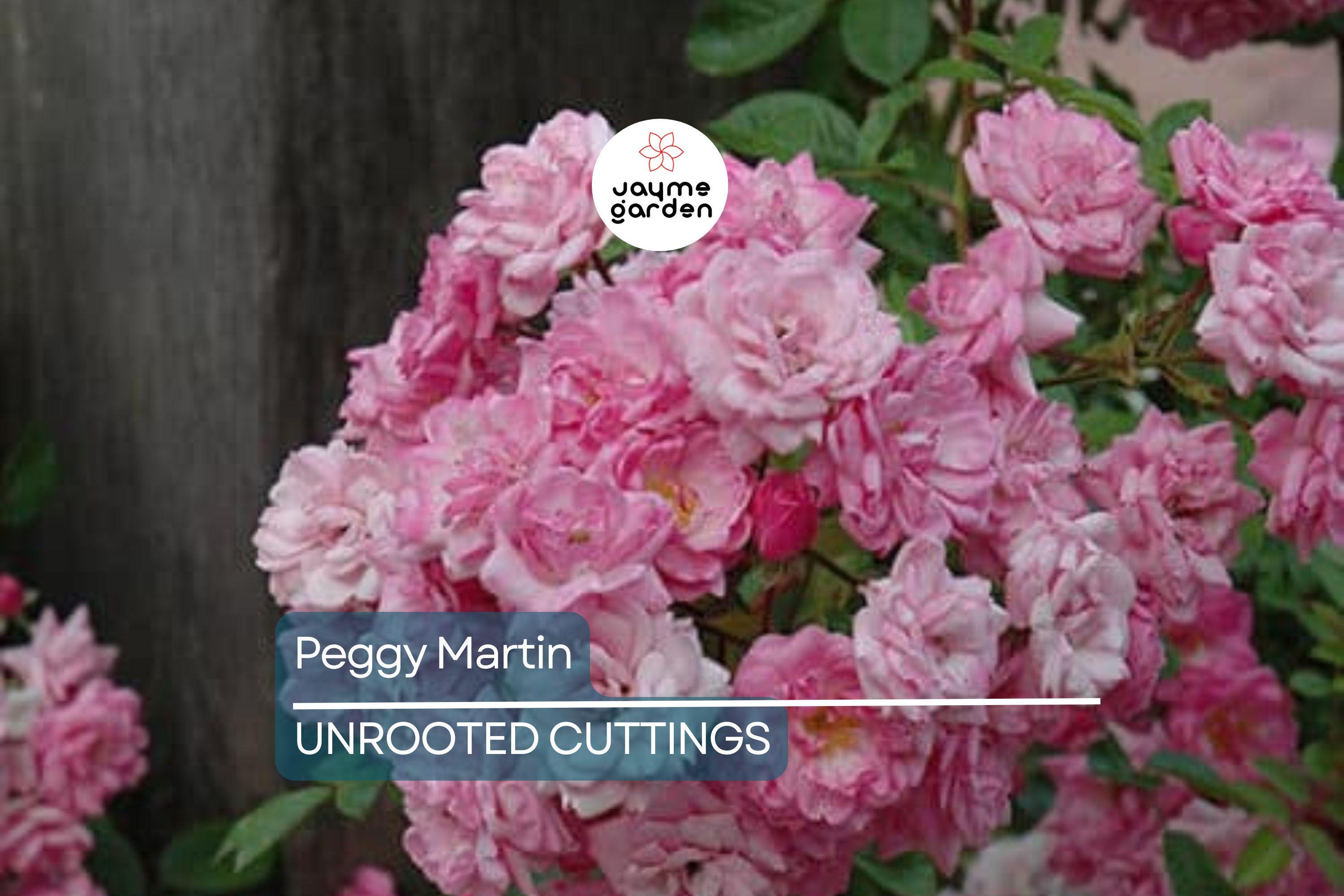 Peggy Martin Rose | 5 Unrooted Cuttings (7-8") | Katrina Rose | Thornless and Fast Growing Climber | Rare & Hardy