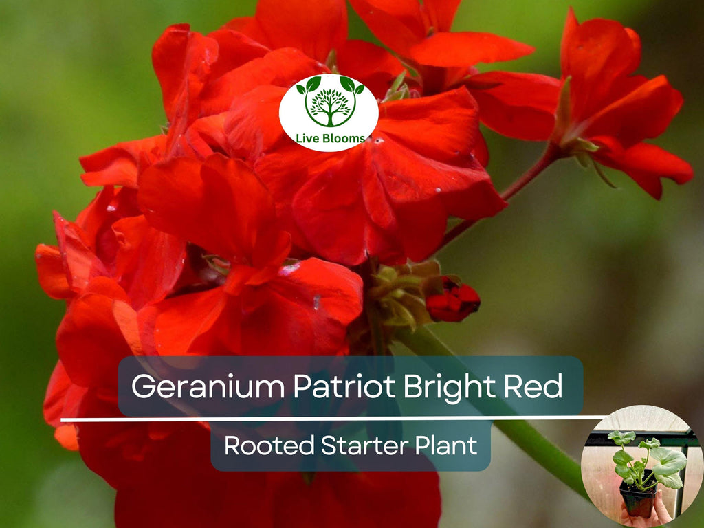 1 Geranium 'Patriot Bright Red' Plug - Zonal Crimson Red Live Plant, Beautiful Red Blooms, Hardy Garden Flower, for Containers & Bedding