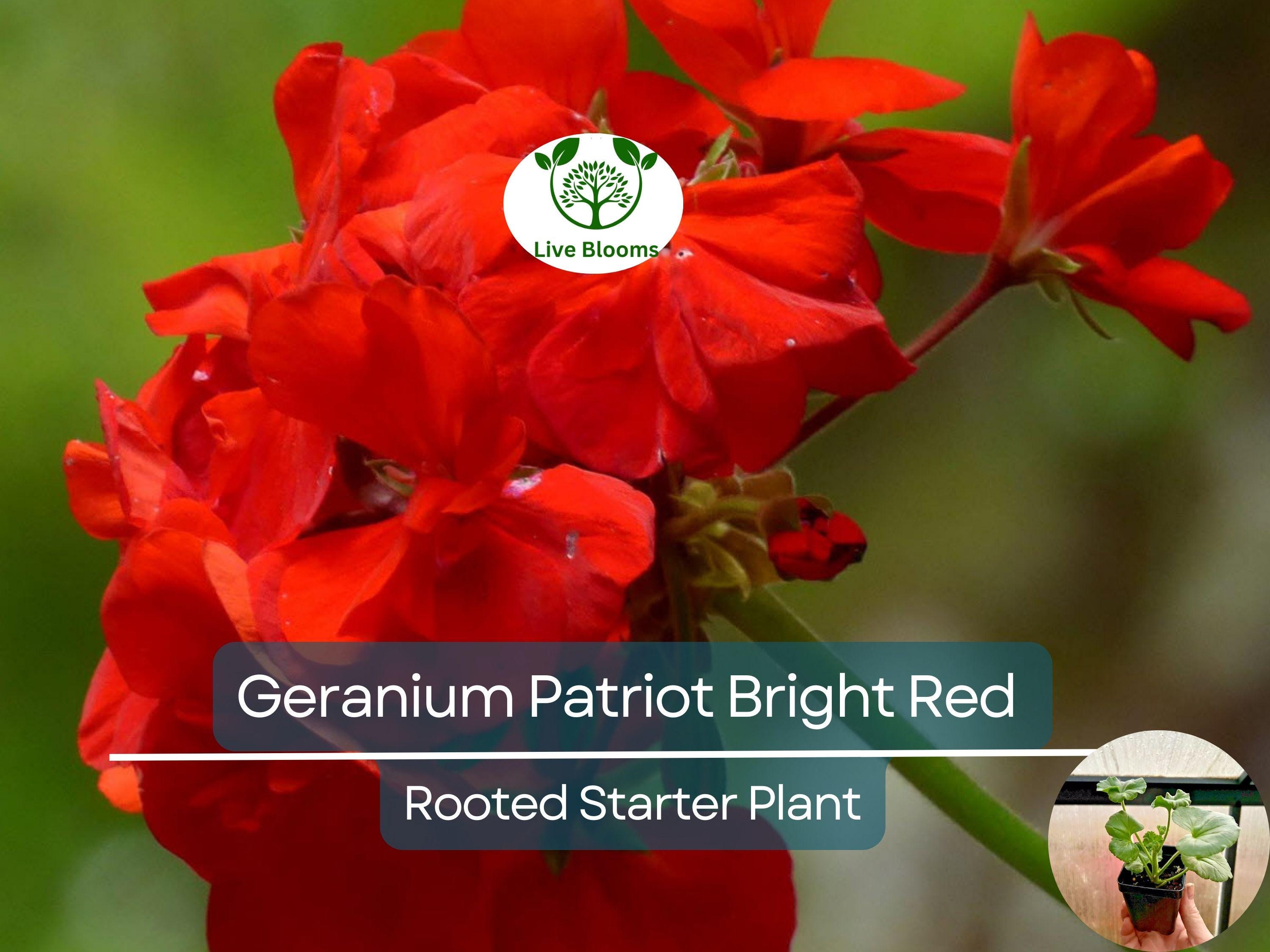 1 Geranium 'Patriot Bright Red' Plug - Zonal Crimson Red Live Plant, Beautiful Red Blooms, Hardy Garden Flower, for Containers & Bedding
