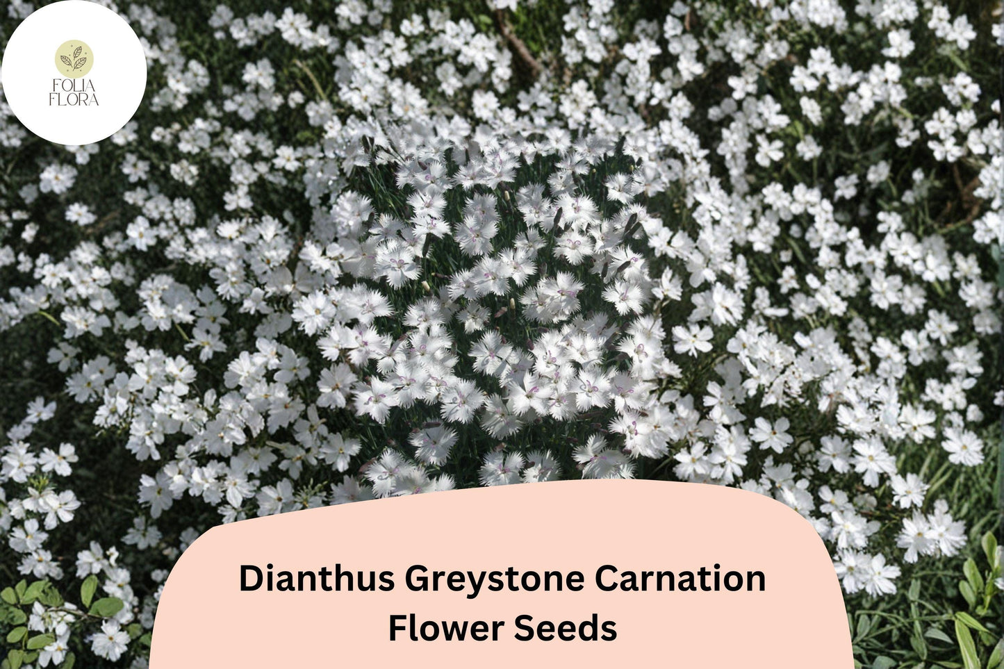 200+ Dianthus Greystone Carnation Seeds: Hardy Perennial Garden Flowers, White Blooms, Easy to Grow, Great for Borders & Pots