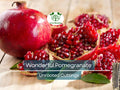 4 Wonderful Pomegranate Unrooted Cuttings 6-8" from Mature Plant, Punica Granatum, Fruit Tree Cuttings, Perfect for Rooting & Propagation