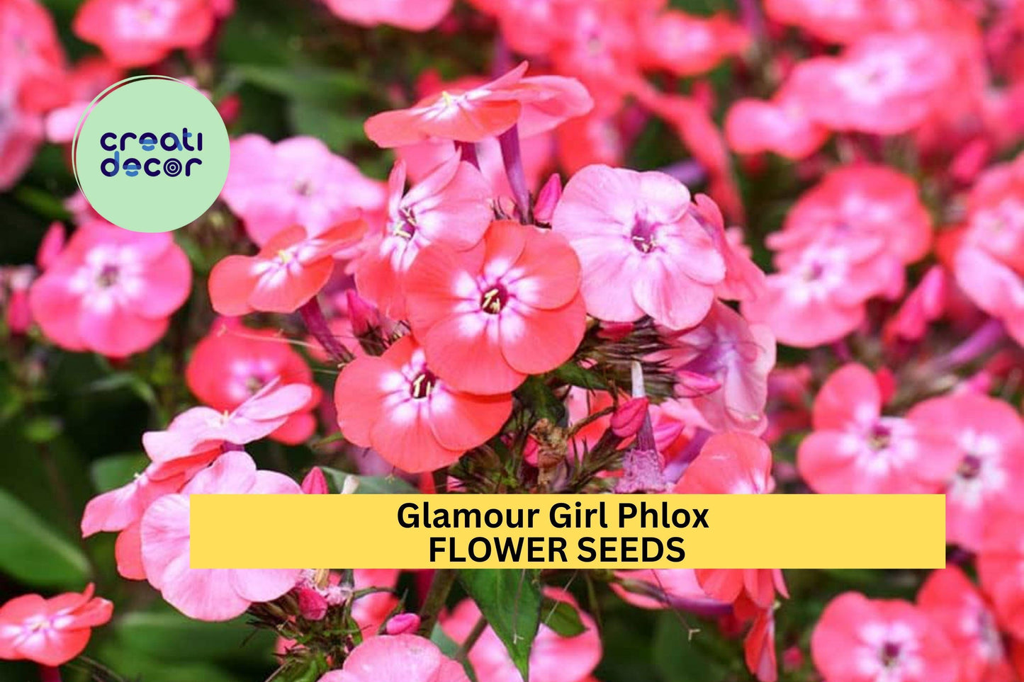 100+ Glamour Girl Phlox Seeds – Bright Coral-Pink Blooms for Garden Planting, Tall Summer Perennial for Borders & Pollinator Gardens – USA