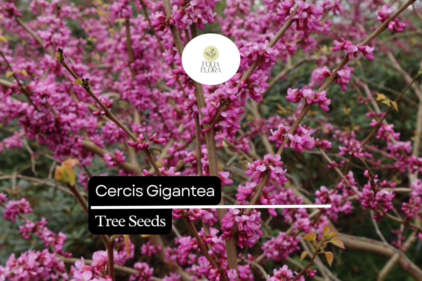 10 Seeds Cercis Gigantea, Giant Redbud Tree, Rare Ornamental Deciduous Tree with Pink Blossoms