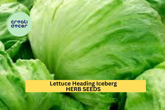 3pcs of 1g Iceberg Batavian Lettuce Seeds – Crisp Heading Variety Ideal for Salads,Sandwiches, Garden & Container Growing Seeds for Planting