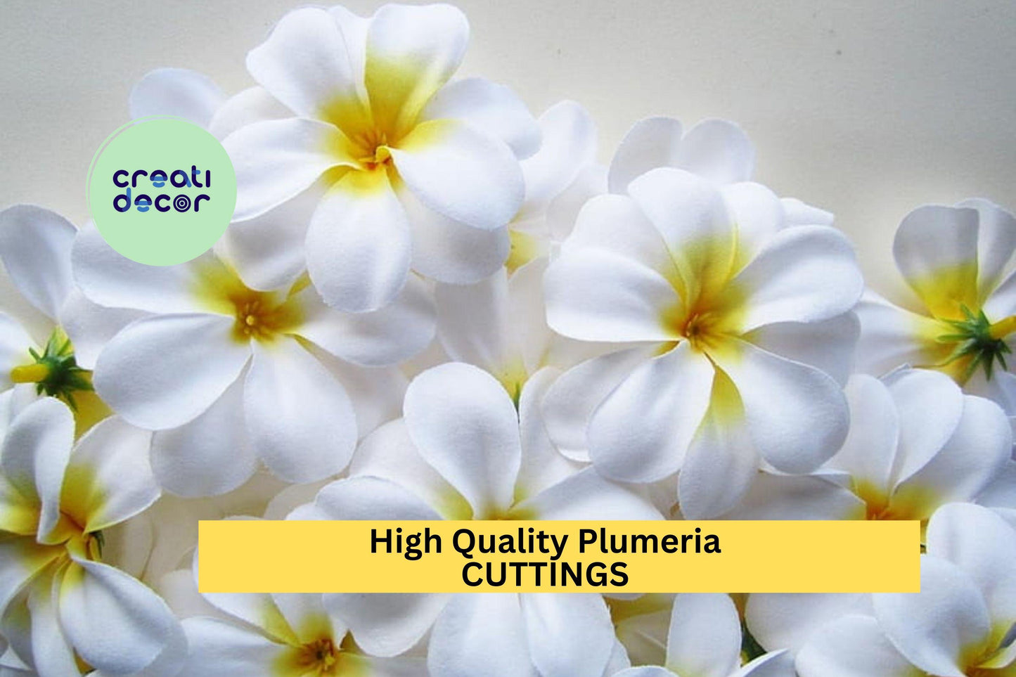 1 High Quality Plumeria Cuttings | White Colors | 8–12" Unrooted Stems | Fragrant Tropical Flowers for Garden or Patio