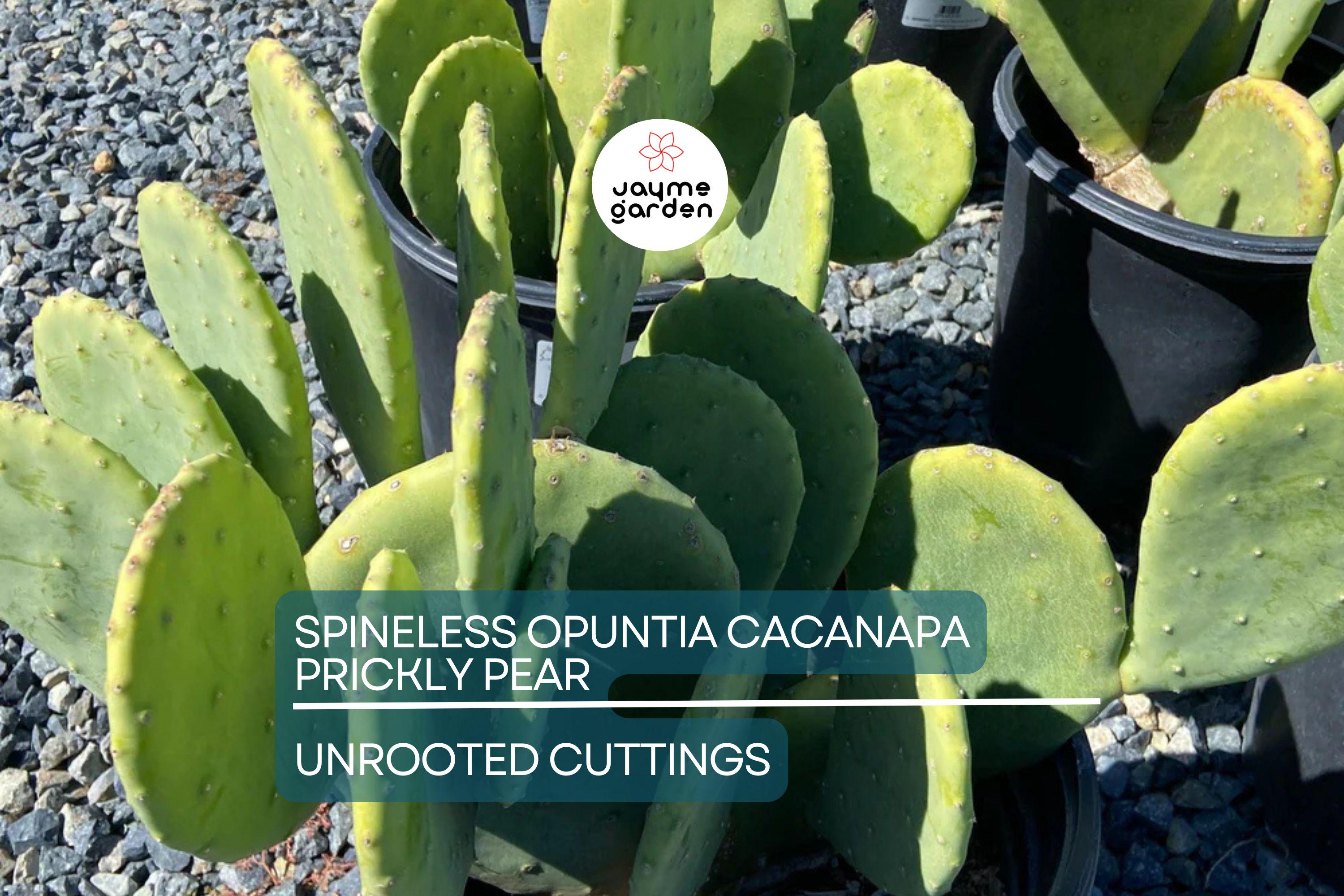 Hardy Opuntia Cacanapa Prickly Pear Cactus | 2 Pads/Cuttings | Winter Resistant, Easy to Grow