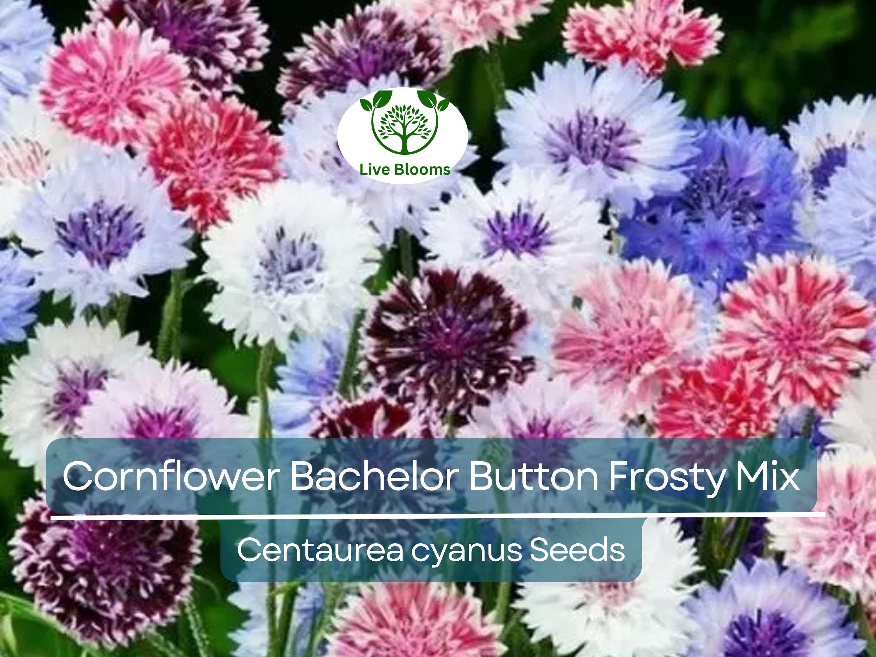 200 Seeds Cornflower Bachelor Button Frosty Mix, Heirloom, Non-GMO, Pollinators, Blue & White Flowers, Wildflower, Garden Plant, Easy Grow