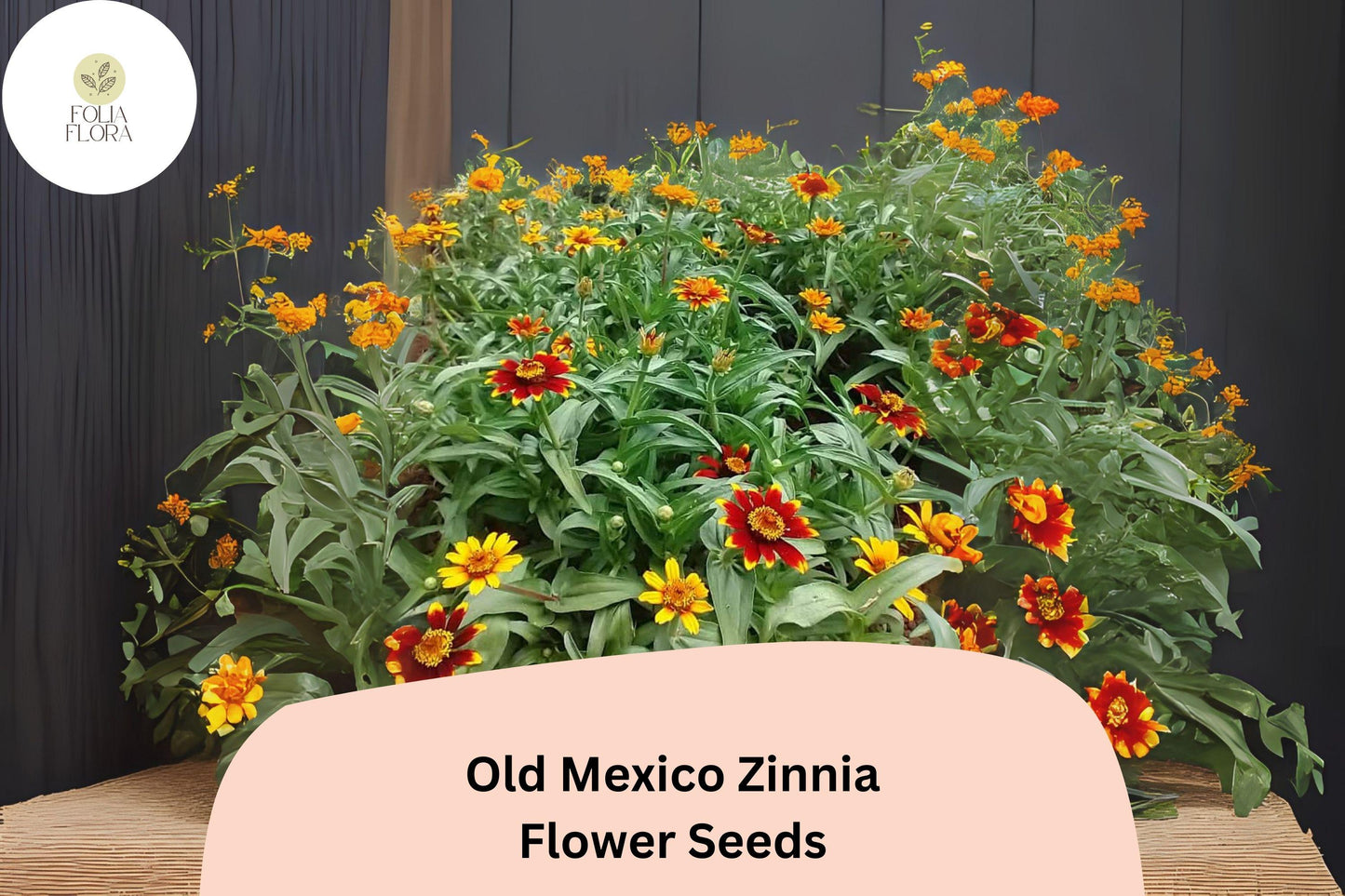 100+ Old Mexico Zinnia Seeds – Rustic Red & Gold Blooms for Garden Beds, Borders and Containers