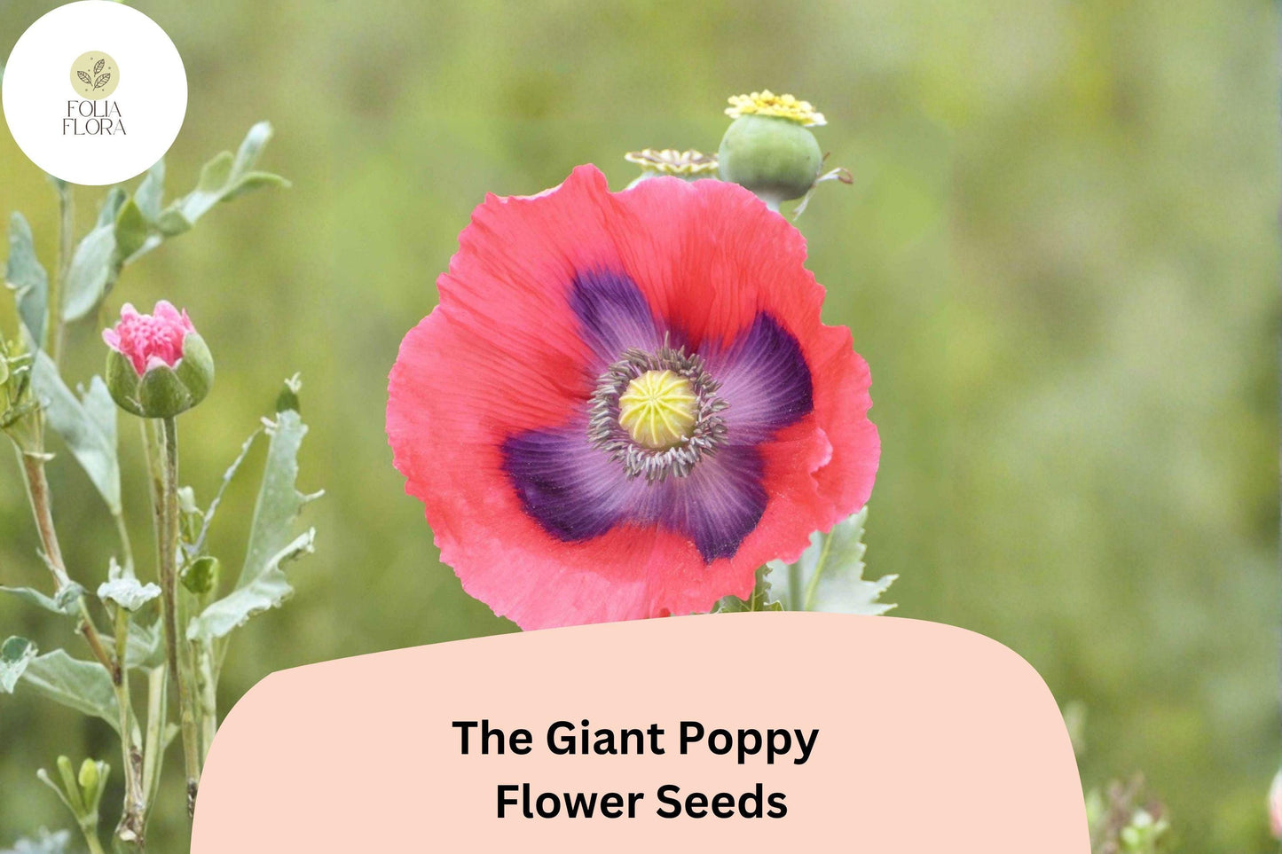 200+ The Giant Poppy Seeds for Garden Planting – Large, Vibrant Blooms, Easy to Grow Annual Wildflower