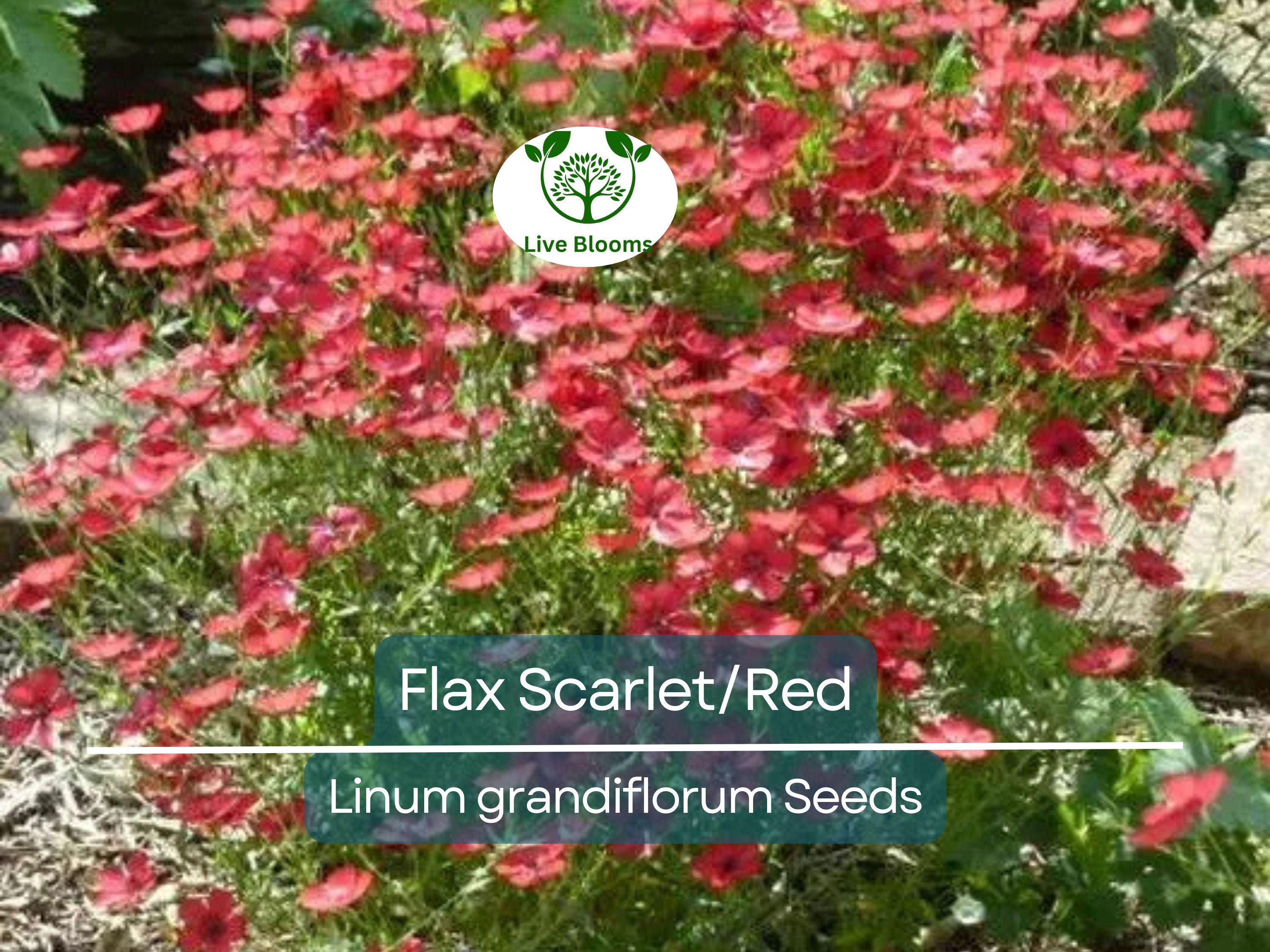 500 Seeds Flax Scarlet/Red Wildflower, Non-GMO, Annual, Pollinator-Friendly, Partial Shade, Linum grandiflorum