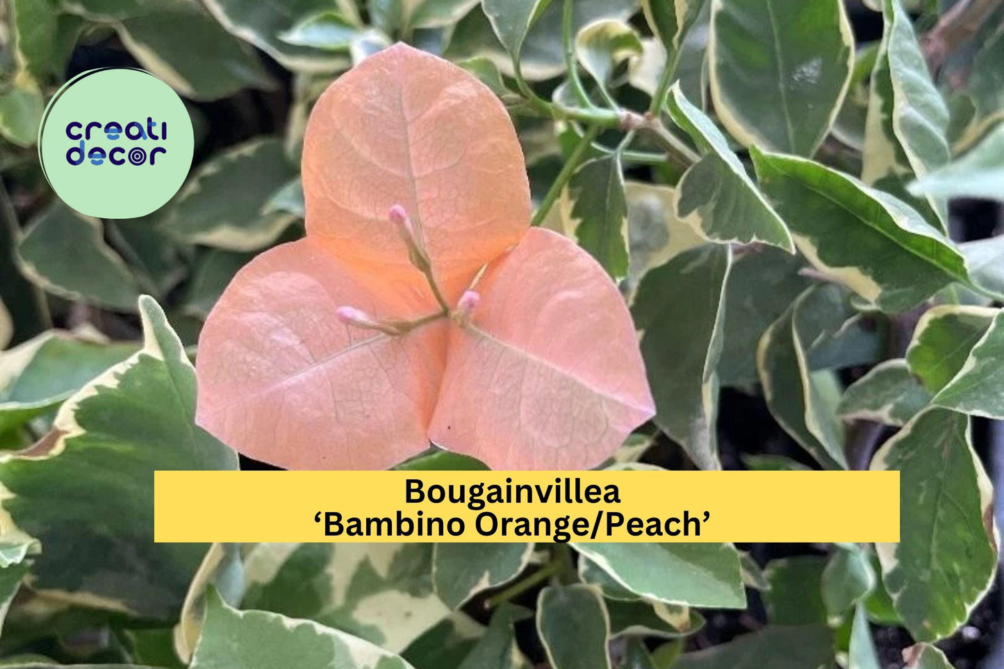 Bougainvillea ‘Bambino Orange/Peach’ – Small Well-Rooted Starter Plant – Compact Flowering Vine for Patio or Garden