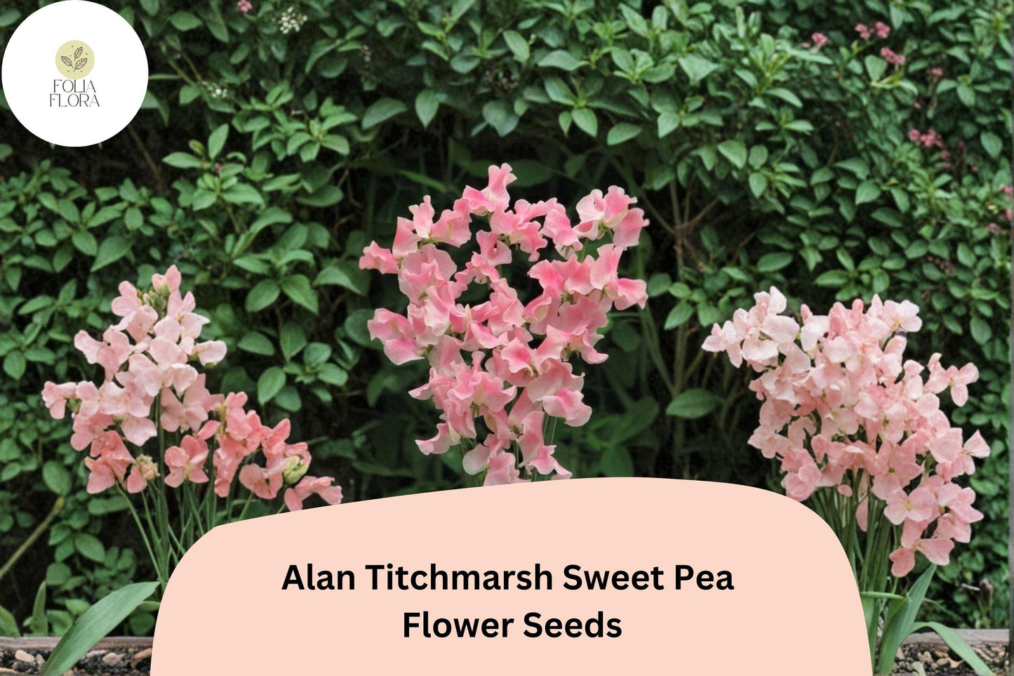 50+ Alan Titchmarsh Sweet Pea Seeds | Soft Salmon-Pink Heirloom Climbing Flowers for Garden