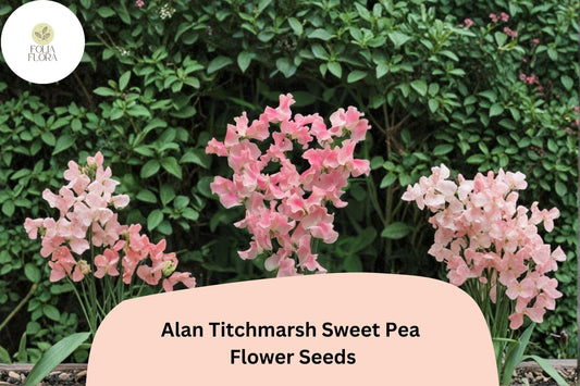 50+ Alan Titchmarsh Sweet Pea Seeds | Soft Salmon-Pink Heirloom Climbing Flowers for Garden