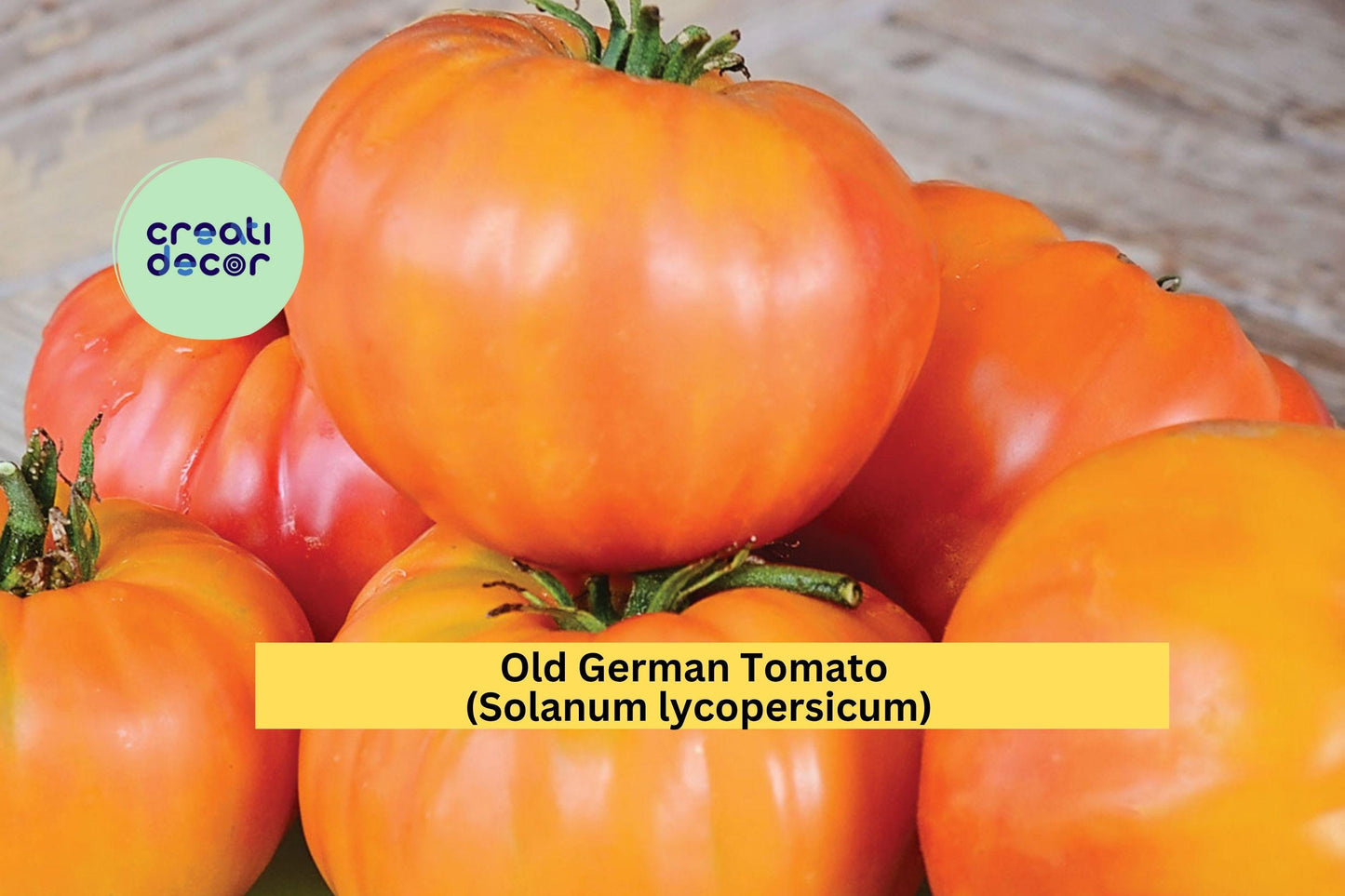 Old German Tomato Plants | Lot of 2 Live Heirloom Starter Plants | 6–10 Inch Garden Tomatoes