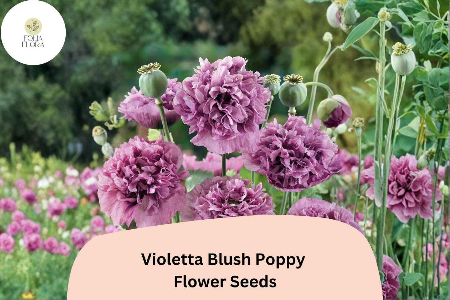200+ Violetta Blush Poppy Seeds for Garden Planting – Soft Lavender-Pink Blooms, Easy to Grow Annual Wildflower