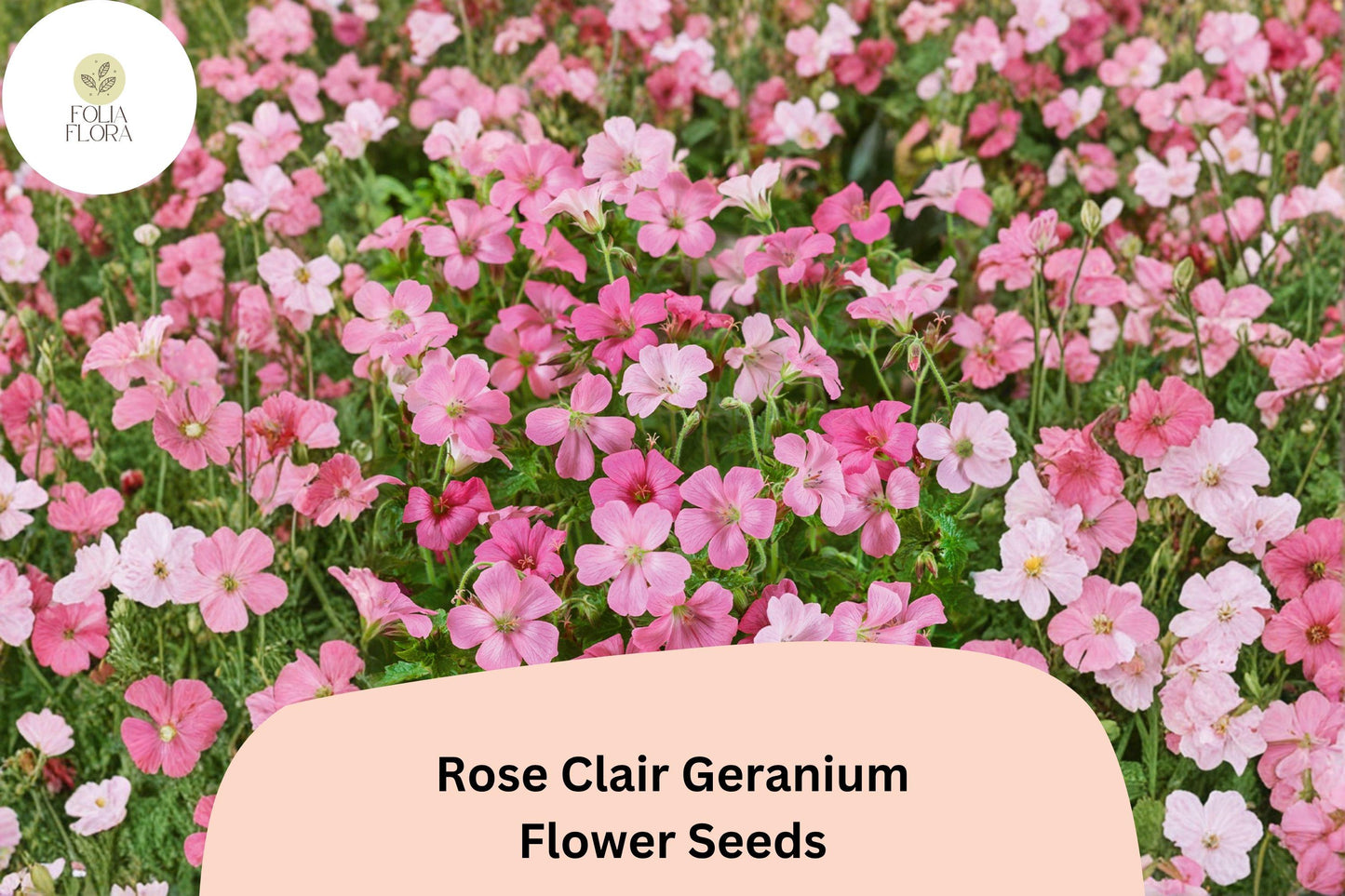 25+ Rose Clair Geranium Seeds | Pink Cranesbill | Geranium sanguineum Rose Clair Seeds for Garden Borders & Containers
