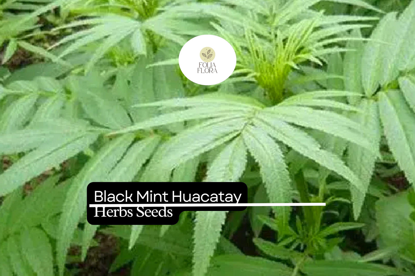100mg Black Mint Seeds Tagetes minuta Huacatay | Aromatic Herb, Non-GMO, Culinary Uses, Easy to Grow, Unique Flavor, Annual