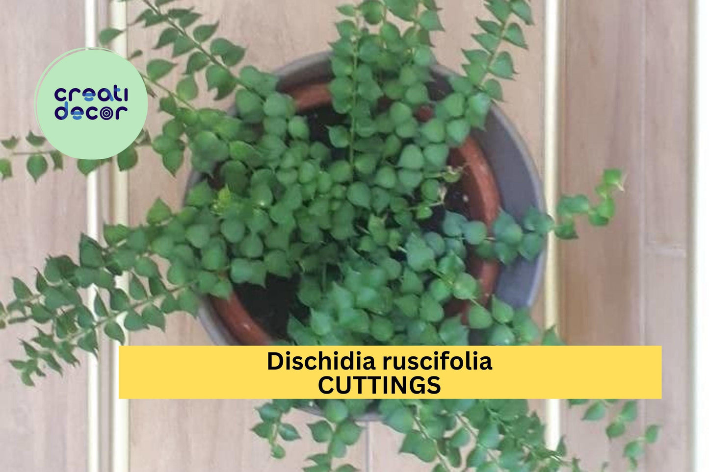 1 Million Hearts Cutting – Dischidia ruscifolia Unrooted Starter Vine for Hanging Baskets or Terrariums – Easy to Grow – USA