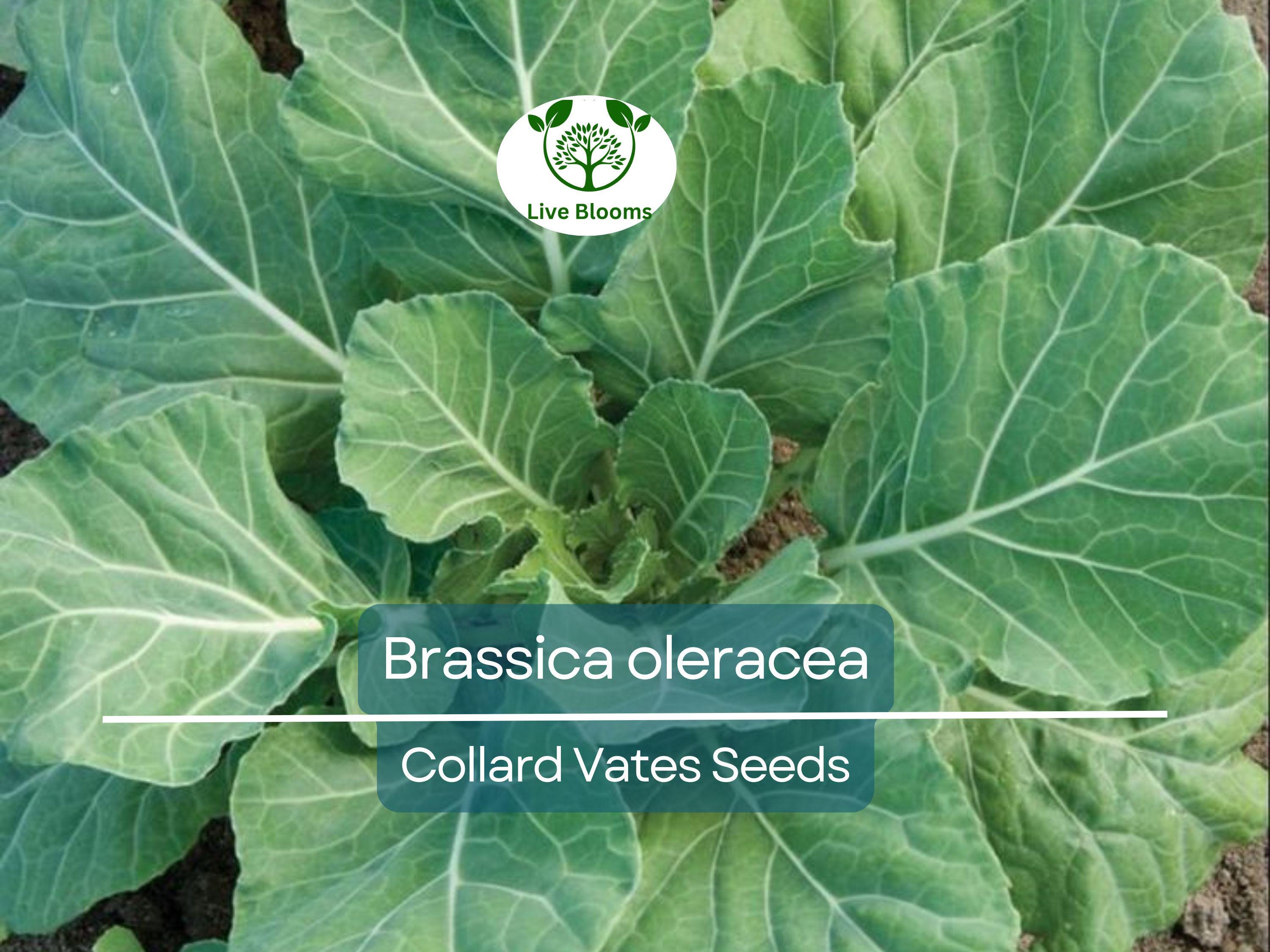 300 Seeds Collard Vates – Brassica oleracea | Heirloom Collard Greens for Planting, Gardening & Nutritious Harvests