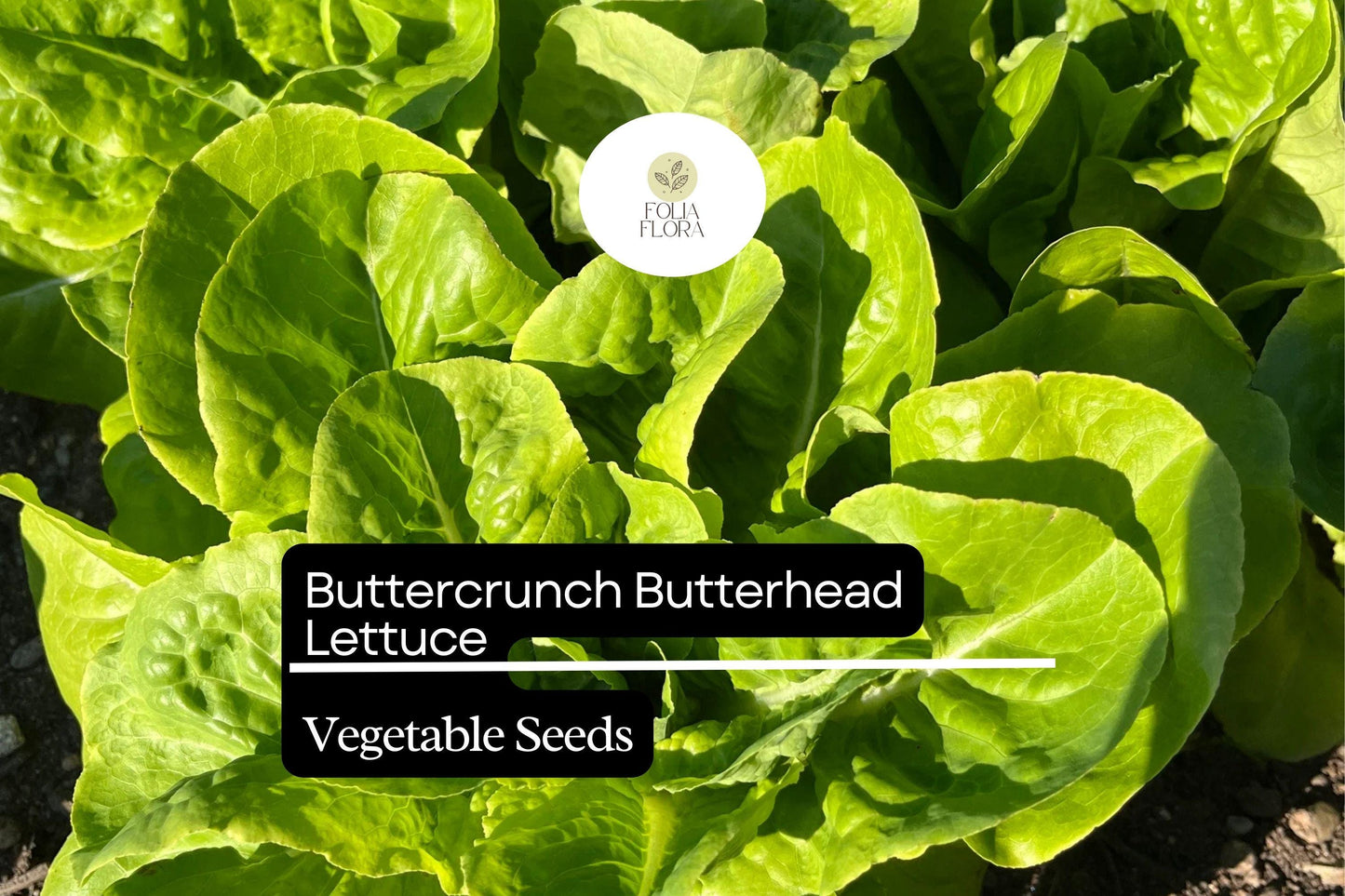 1000 Buttercrunch Lettuce Seeds – Lactuca sativa – Heirloom, Sweet & Buttery, Heat-Tolerant, Perfect for Salads