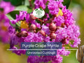 8 Purple Crape Myrtle Unrooted Cuttings 6-8"- Fresh & Ready to Root - Lagerstroemia, Light Purple Blooms, Easy to Grow, Perfect for Garden
