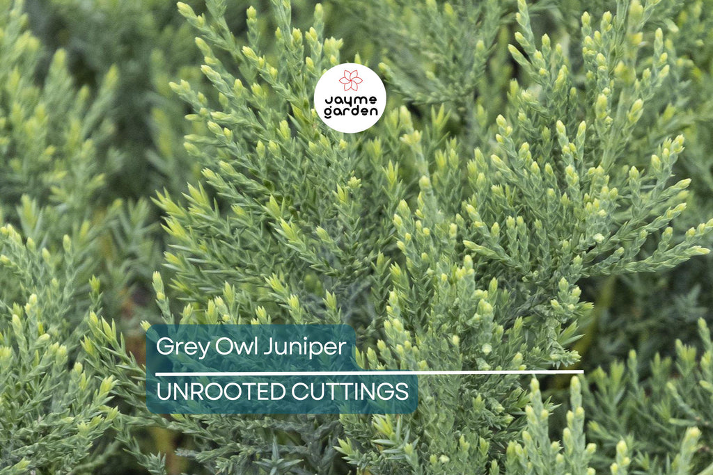 4 Fresh Cuttings Grey Owl Spreading Juniper (5-7") - Silvery Grey Evergreen Shrub, Drought Tolerant