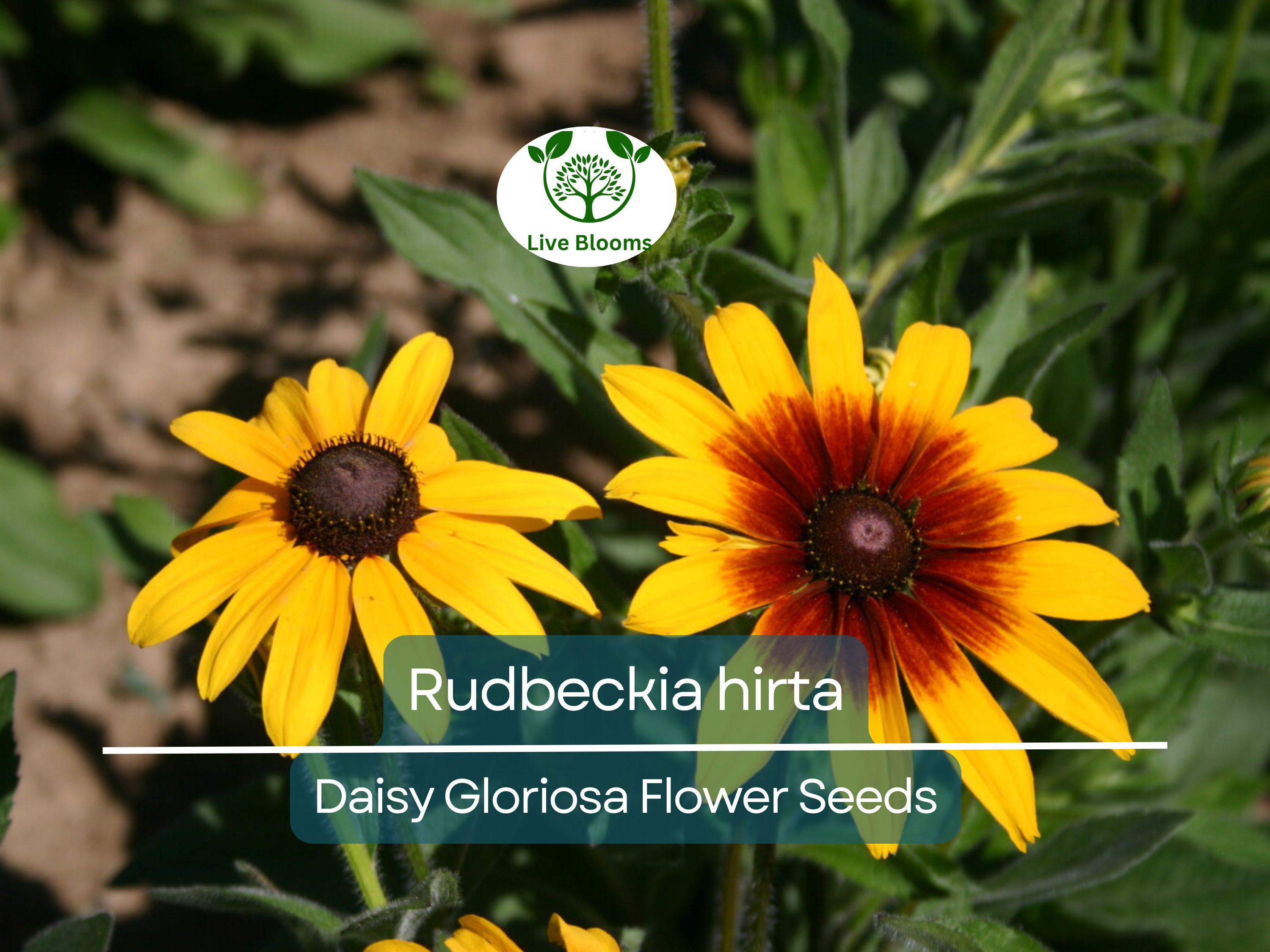 300 Seeds Daisy Gloriosa (Rudbeckia hirta) - Yellow Wildflower for Planting, Perennial, Garden, Pollinator-Friendly, Drought Tolerant