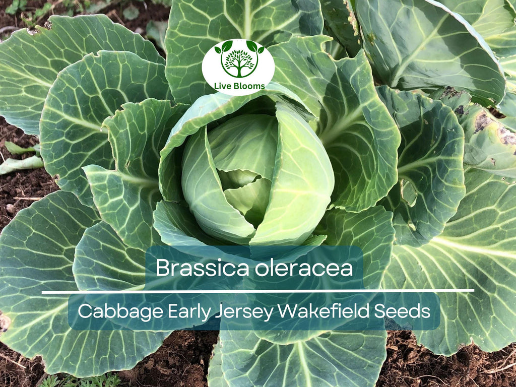 250 Seeds Cabbage Early Jersey Wakefield - Brassica oleracea | Heirloom Cabbage for Planting, Gardening & Early Crisp Harvests