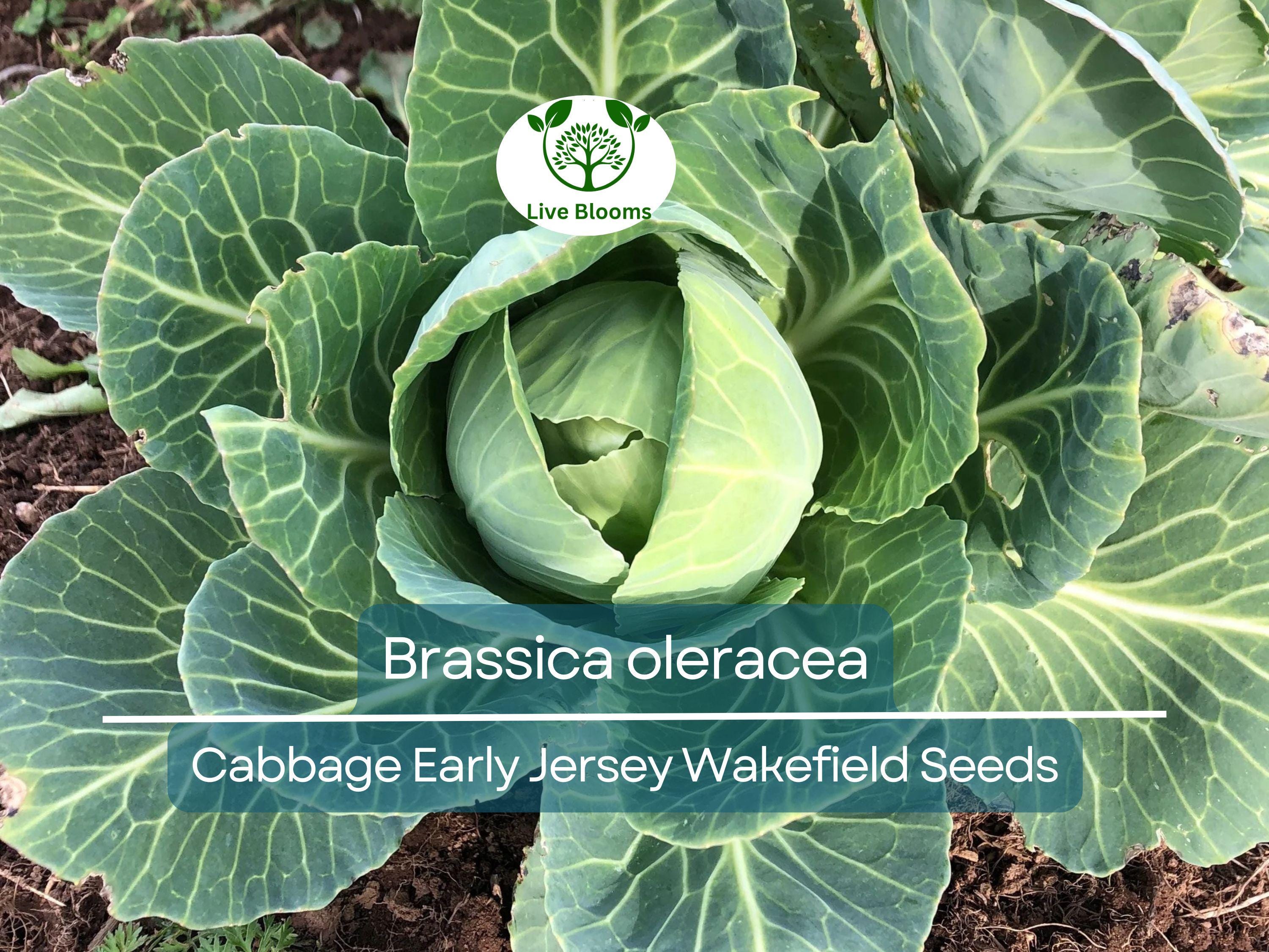 250 Seeds Cabbage Early Jersey Wakefield - Brassica oleracea | Heirloom Cabbage for Planting, Gardening & Early Crisp Harvests