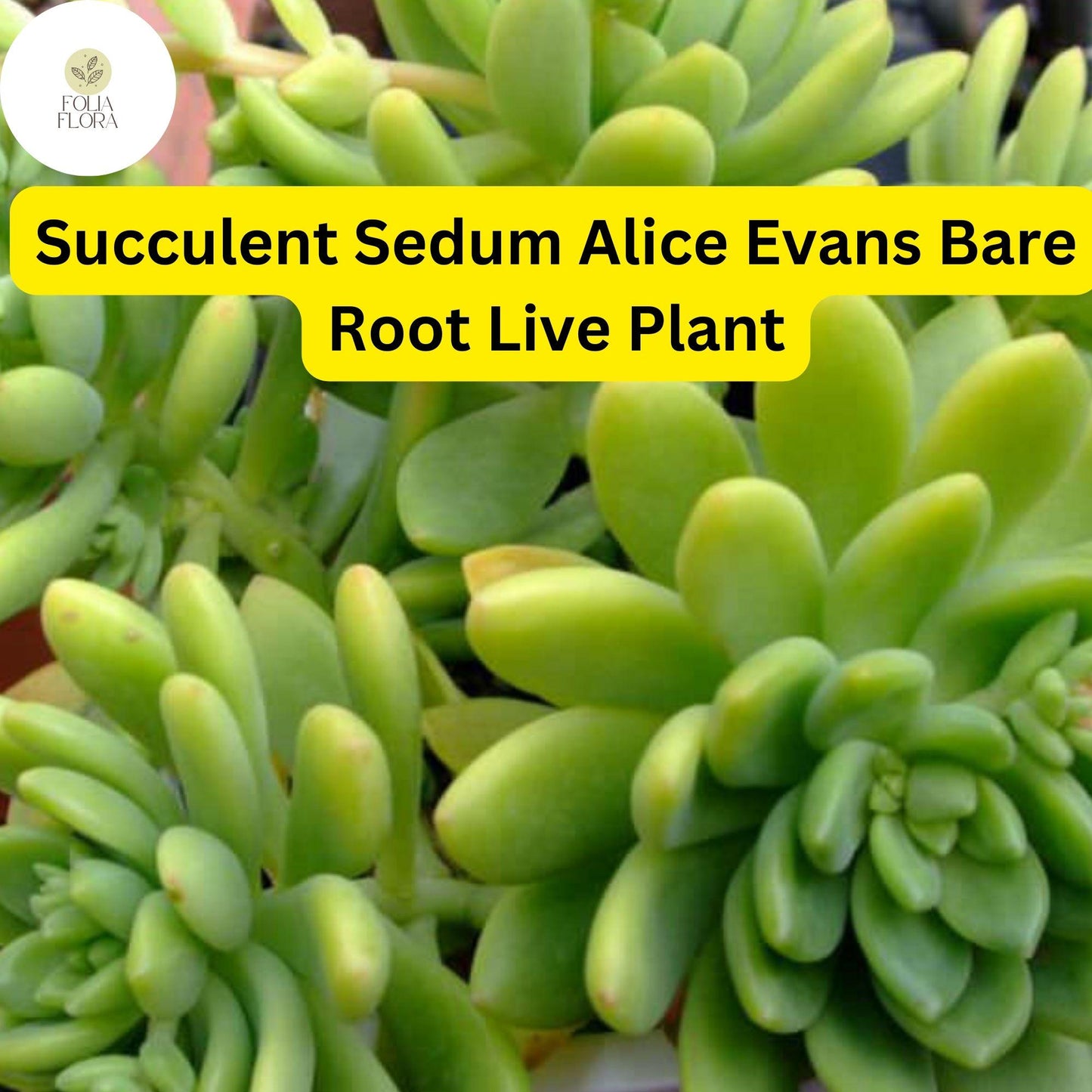 3 Bare Root Live Plants Succulent Sedum 'Alice Evans' | Stonecrop Variety, Easy Care, Drought-Tolerant, Ideal for Home & Garden