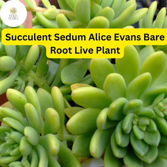 3 Bare Root Live Plants Succulent Sedum 'Alice Evans' | Stonecrop Variety, Easy Care, Drought-Tolerant, Ideal for Home & Garden