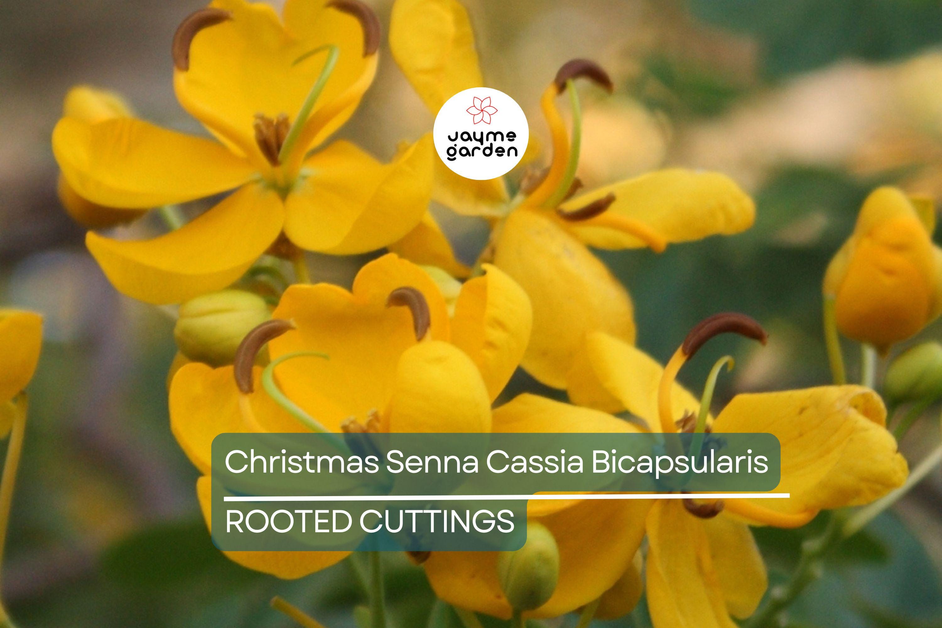 1 Christmas Senna Rooted Plant - Cassia Bicapsularis - Cream Flowers, Butterfly Host, Winter Blooming, 10-20” Tall
