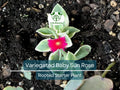 3 Variegated Baby Sun Rose Live Starter Plants - Aptenia Cordifolia Variegata, Trailing Succulent, Low Maintenance Groundcover
