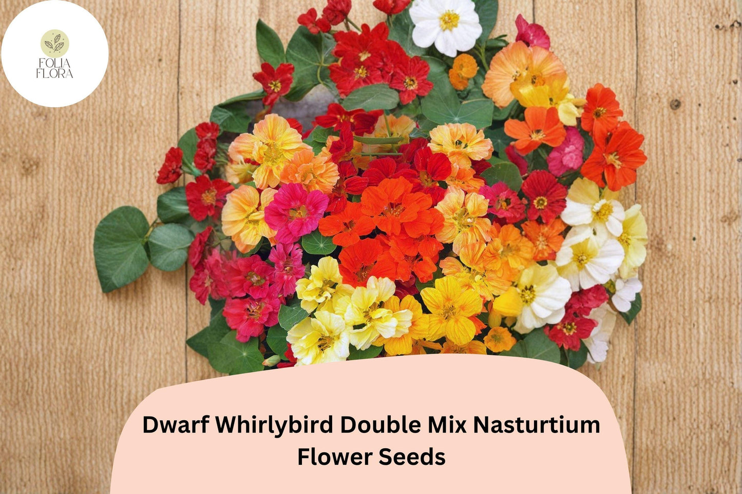 50+ Dwarf Whirlybird Double Mix Nasturtium Seeds | Tropaeolum majus | Compact Double Blooms