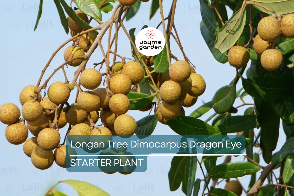 Longan Tree Dimocarpus Dragon Eye - 6” Seedling with Pot - Tropical Fruit Tree, Ready to Plant