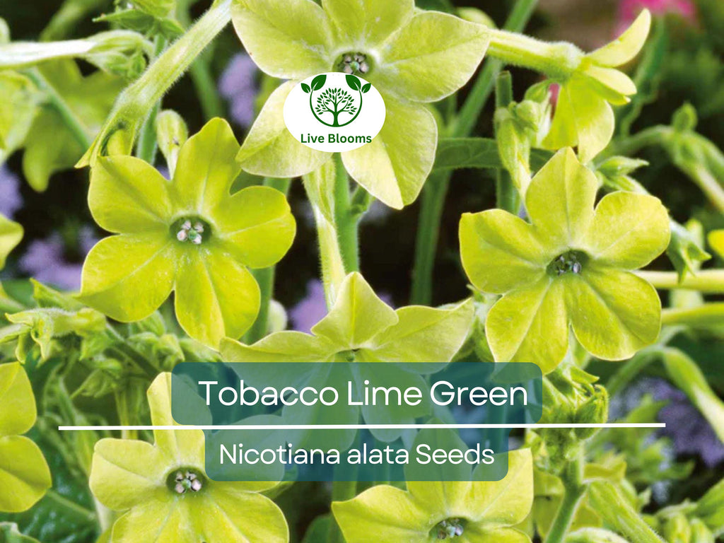 500 Seeds Tobacco Lime Green Flower Seeds, Nicotiana Pure Seed, Part-Shade, Non-GMO, Unique Green Blooms, Easy to Grow, Garden & Landscape
