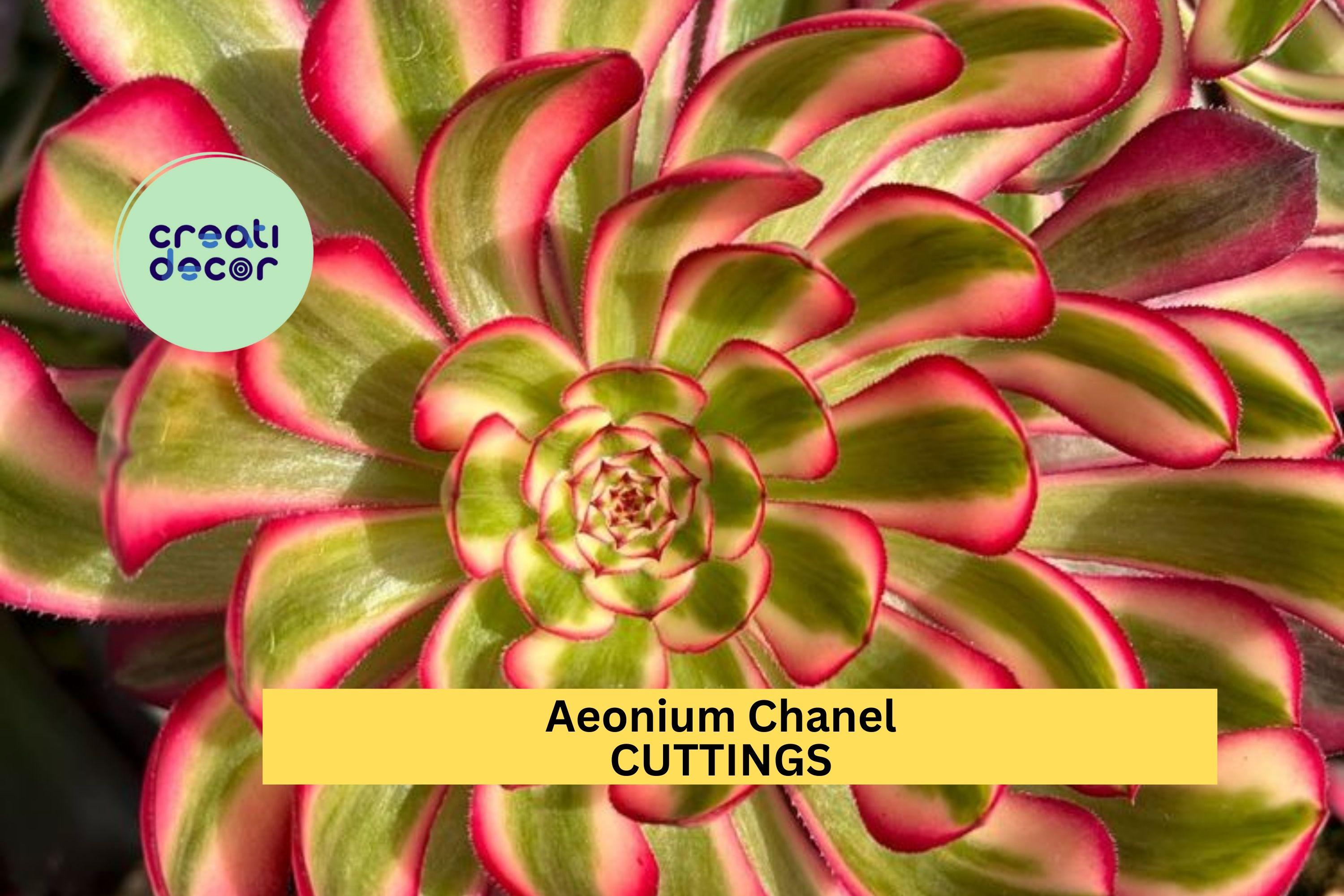 1 Aeonium 'Chanel' Succulent Cutting | 2.5" Rosette | Rare Hybrid Variety | Unrooted Starter Plant for Propagation