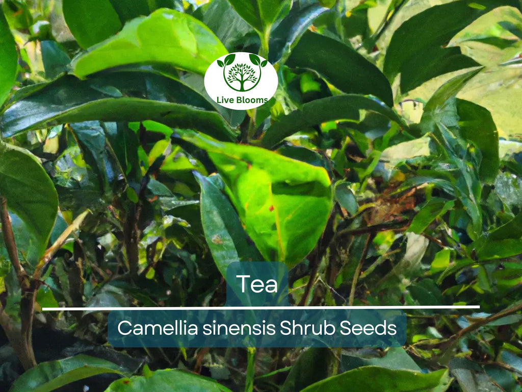 5 Tea Shrub Seeds (Camellia sinensis), Black, White, Green Tea Leaf Tree Plant, Grow Your Own Tea, Organic, Perfect for Garden or Home